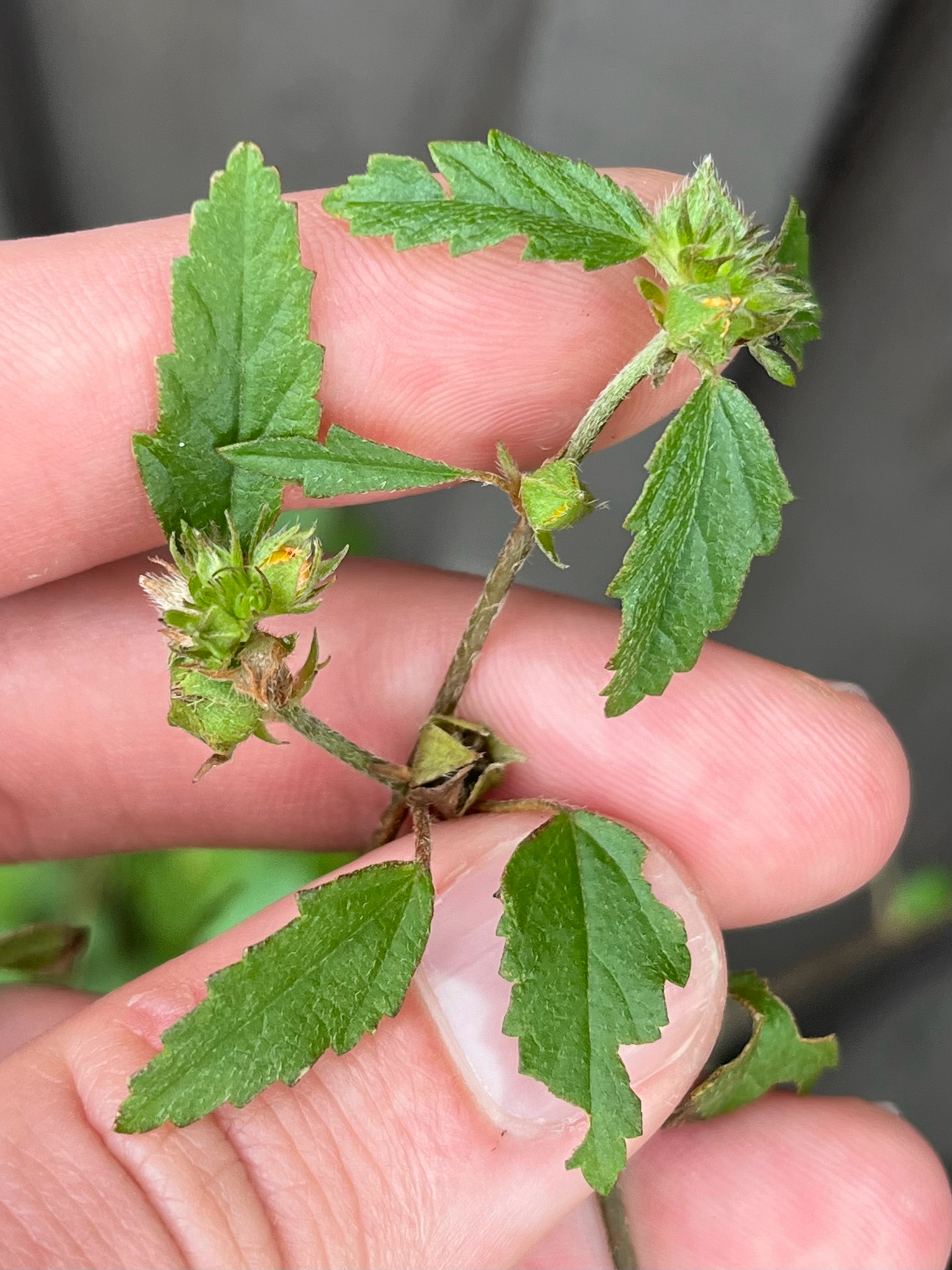 False Mallow (Malvastrum corchorifolium)