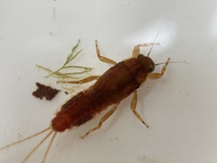 Ephemerella maculata