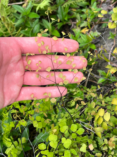 Fan Maidenhair Fern (Adiantum tenerum)