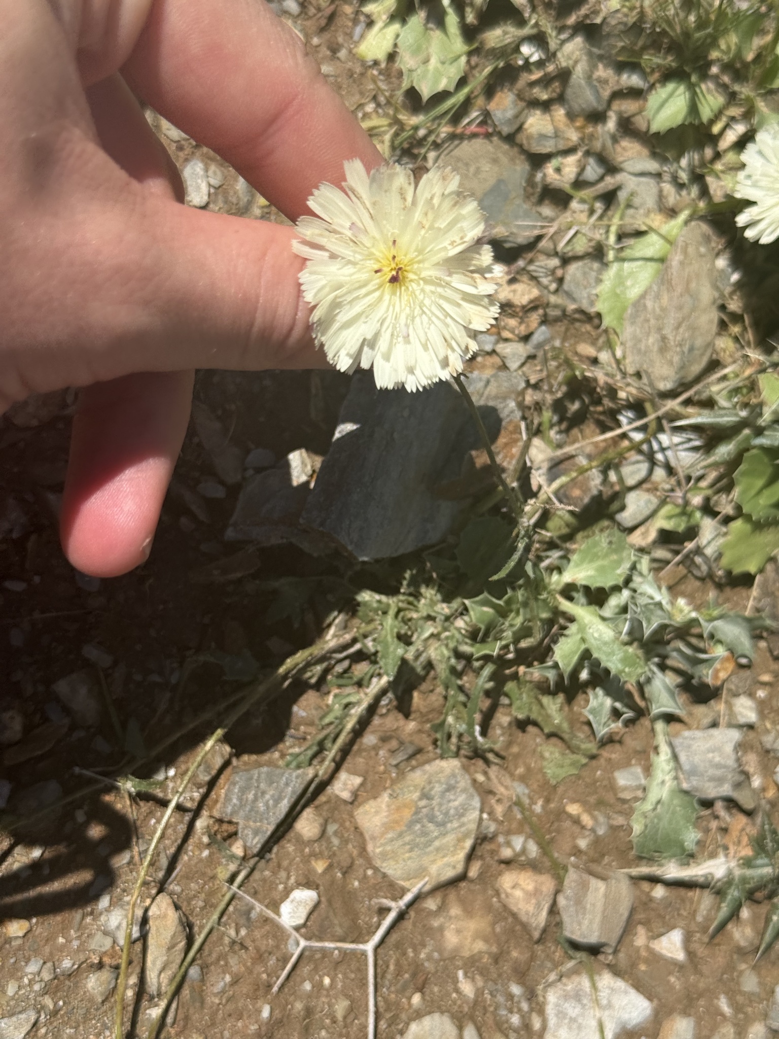 Picris albida