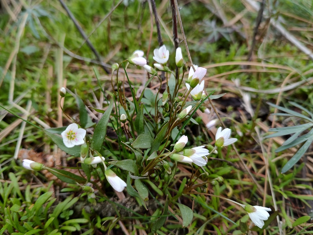 Lanceleaf Springbeauty from Whitman County, WA, USA on March 29, 2026 ...