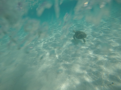 Chelonia mydas