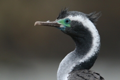 Spotted Shag photo 3