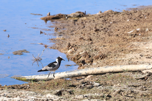 iNaturalist: (c) Darrell Parsons, some rights reserved (CC BY-NC), uploaded by Darrell Parsons iNaturalist image