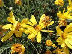 Diptera