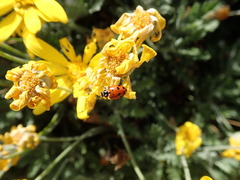Hippodamia convergens