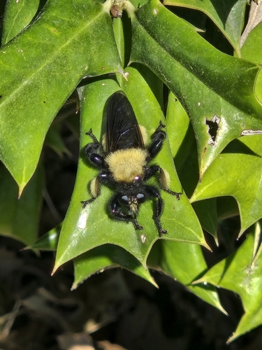 Unknown species found near Texas, US