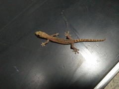 Hemiphyllodactylus typus