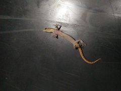 Hemiphyllodactylus typus