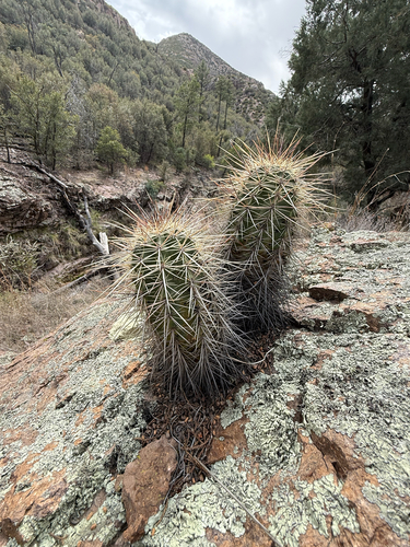 Santa Rita Hedgehog Cactus (Echinocereus santaritensis)