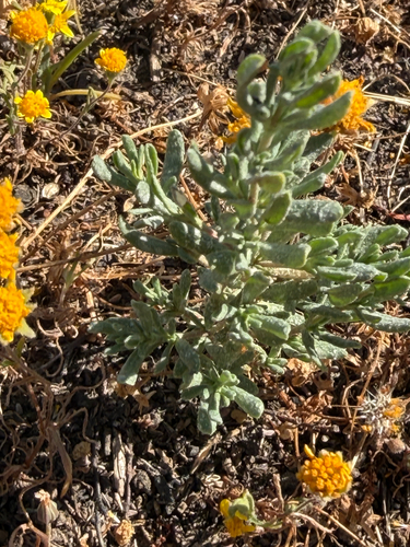 Alkali Heath (Frankenia salina)
