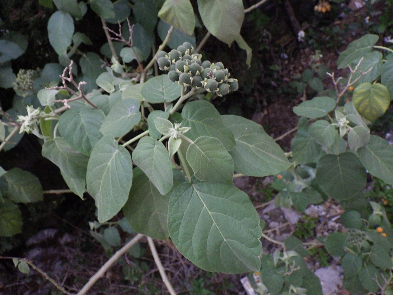 Solanum abutiloides — ảnh 2