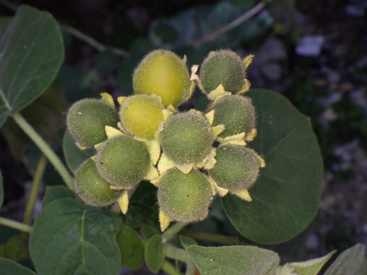 Solanum abutiloides (Solanum abutiloides)