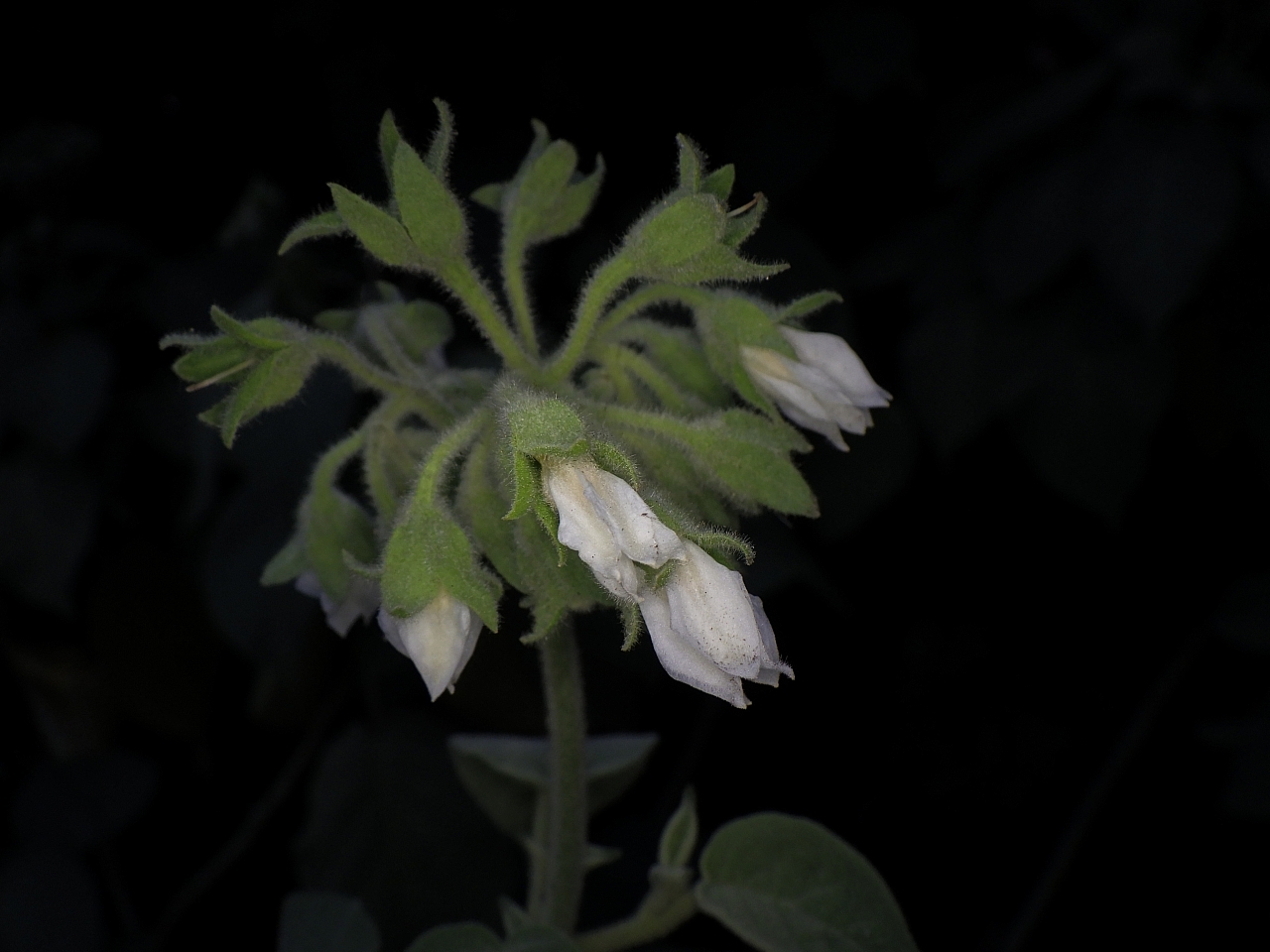 Solanum abutiloides — ảnh 3