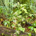 Habenaria agapitae - Photo (c) Victor Quintero F., some rights reserved (CC BY-NC), uploaded by Victor Quintero F.