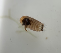 Glossosomatidae
