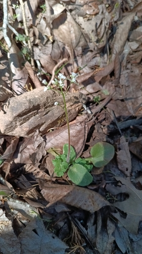 Palmer's Saxifrage (Micranthes palmeri)