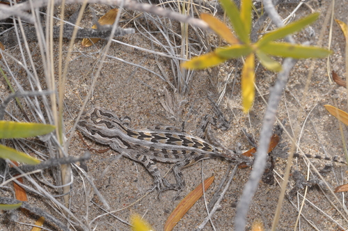 Bell's Anole, Leiosaurus bellii