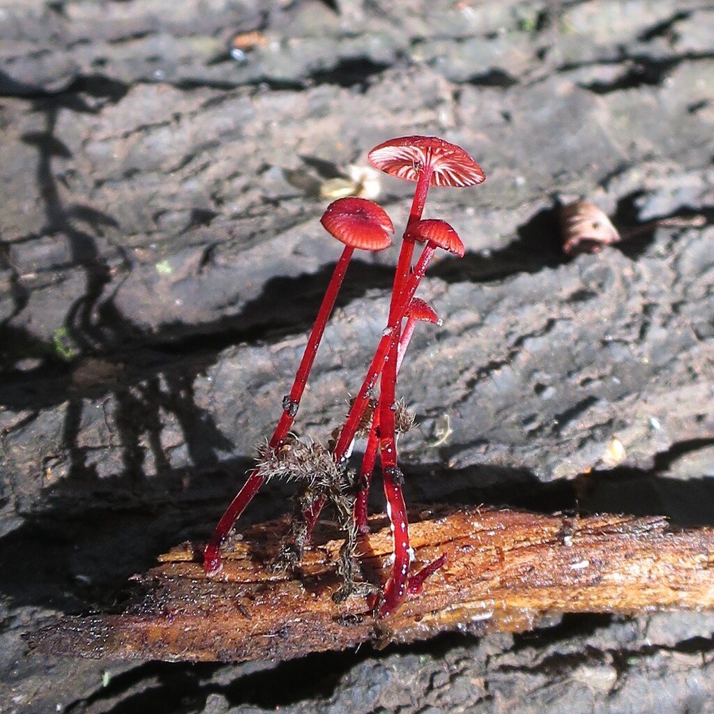 Cruentomycena viscidocruenta · March 2026 · photo: © alice_shanks (iNaturalist, cc-by)