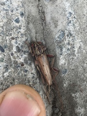 Eburida quadriguttata