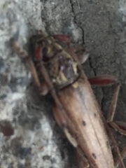 Eburida quadriguttata