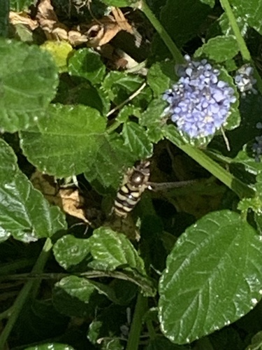 Unknown species found near Cordelia Rd, Fairfield, CA, US