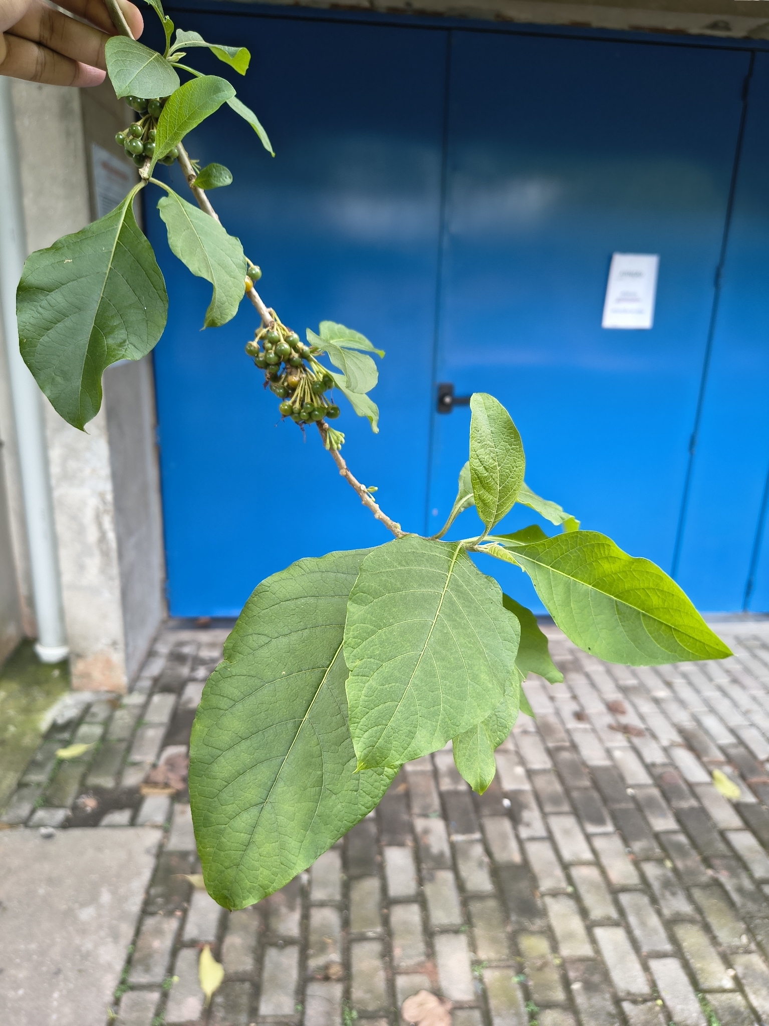 Iochroma Arborescens (Iochroma arborescens)
