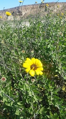 Encelia californica