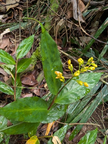 Globba schomburgkii, photograph 2
