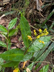 Globba schomburgkii, photograph (c) Zac Peterson, some rights reserved (CC BY)