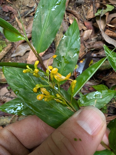 Globba schomburgkii, photograph 3
