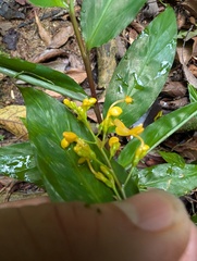 Globba schomburgkii, photograph (c) Zac Peterson, some rights reserved (CC BY)