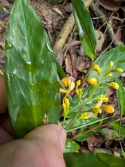 Globba schomburgkii, photograph (c) Zac Peterson, some rights reserved (CC BY)