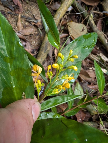 Globba schomburgkii, photograph 6