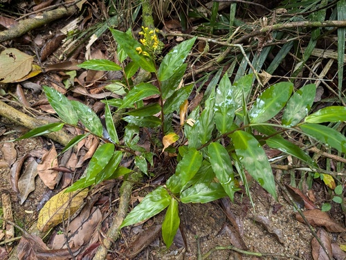 Dancing Girl Ginger (Globba schomburgkii)