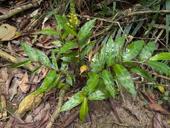 Globba schomburgkii