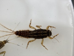 Ephemerella