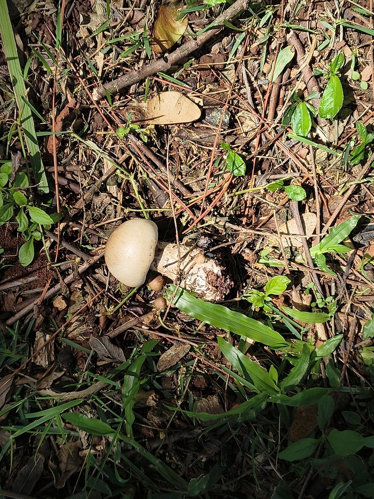 Macrocybe titans · January 2026 · photo: © elioliveira (iNaturalist, cc-by)