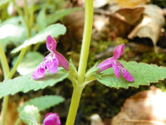Stachys pilosissima