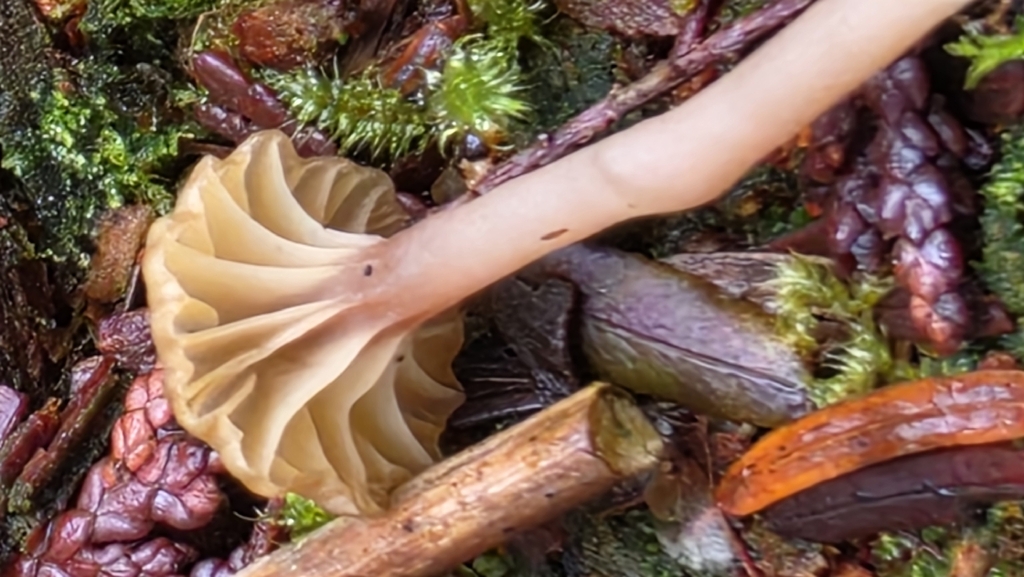 Lichenomphalia ericetorum · March 2026 · photo: © tompoleski (iNaturalist, cc-by)