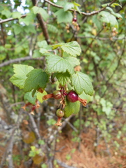 Ribes ciliatum