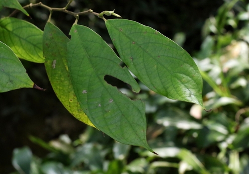 Antidesma fordii (Antidesma fordii)