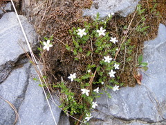 Arenaria oresbia