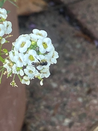 Unknown species found near Napa, CA, USA