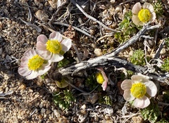 Ranunculus andersonii