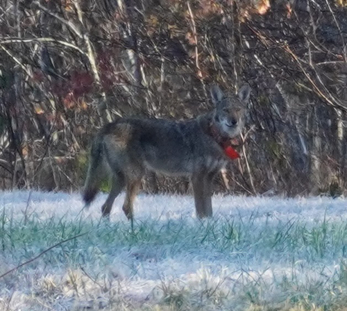 Red Wolf observed by tapirusindicus