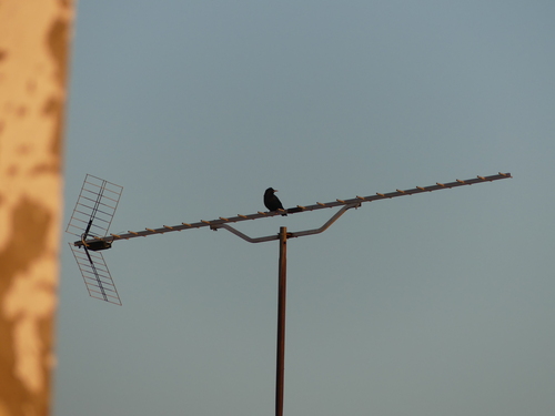 Avistamiento Estornino Negro