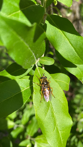 Unknown species found near Hamilton County, US-TN, US