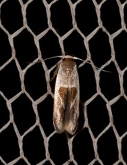 Stathmopoda megathyma