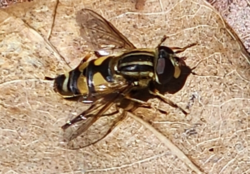 Unknown species found near Staten Island, NY 10306, USA